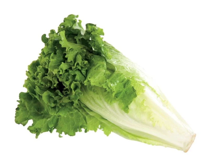 Lechuga Italiana