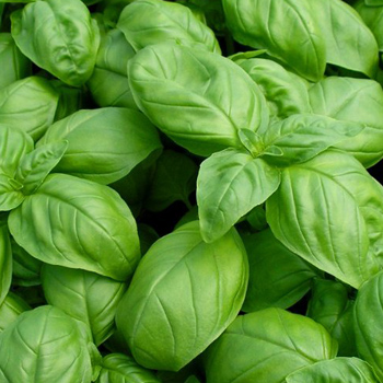 ITALIAN LARGE LEAF