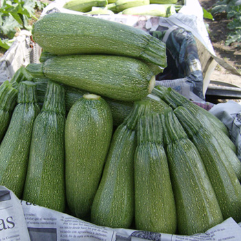 GREY ZUCCHINI