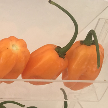 HABANERO COBÁ