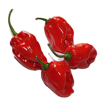 HABANERO RED