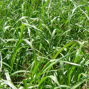 RYEGRASS PERENE